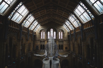 博物馆内部悬挂着鲸鱼骨架